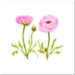 2 pink  ranunculus flowers Posters and Art